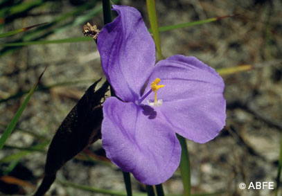 Bush Iris Essence