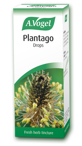 Plantago lanceolata 50ml