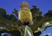 Banksia Robur 15ml