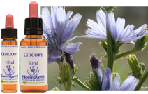 Chicory (30ml)