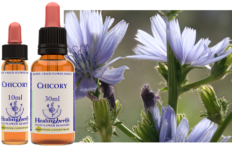 Chicory (30ml)