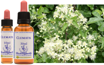 Clematis (30ml)