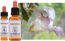 Impatiens