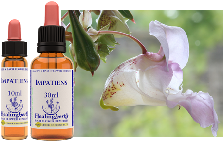 Impatiens