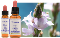 Vervain