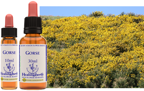 Gorse