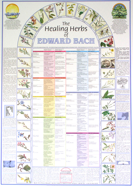 The Healing Herbs Of Edward Bach – Laminated Poster