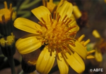 Tall Yellow Top 15ml