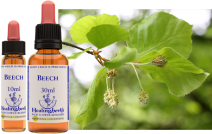 Beech (30ml)