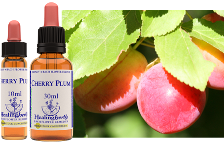 Cherry Plum (30ml)