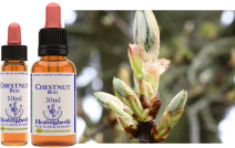 Chestnut Bud (30ml)