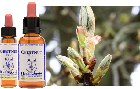 Chestnut Bud (30ml)