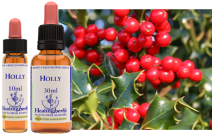 Holly