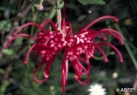 Red Grevillea 15ml