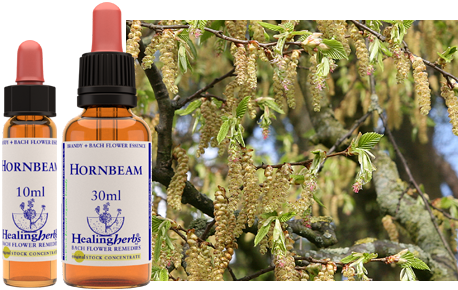 Hornbeam