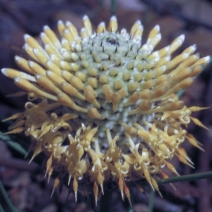 Isopogon 15ml