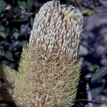 Old Man Banksia 15ml