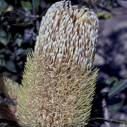 Old Man Banksia 15ml