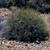 Spinifex 15ml
