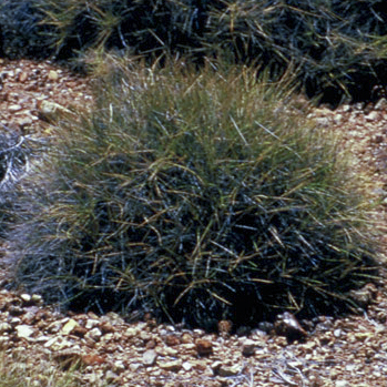 Spinifex 15ml