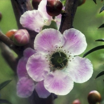 Peach-flowered Tea-tree 15ml