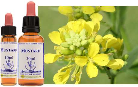 Mustard