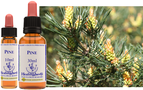 Pine