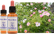 Wild Rose