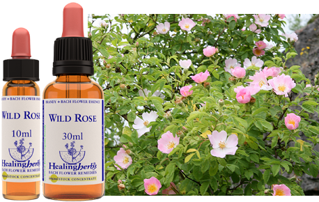 Wild Rose