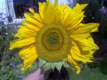 Sunflower