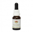 Illawarra Flame Tree 15ml