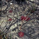 Sundew 15ml