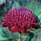 Waratah 15ml