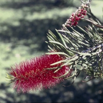 Bottlebrush 15ml