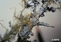 Lichen 15ml