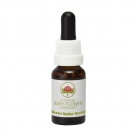 Green Spider Orchid 15ml