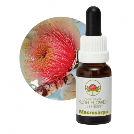 Macrocarpa 15ml