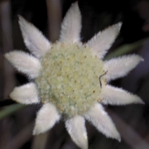 Little Flannel Flower - 15ml