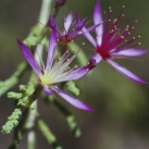 Turkey Bush 15ml