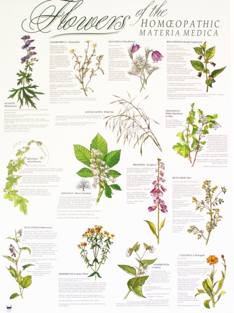 Flowers of the Materia Medica – Poster