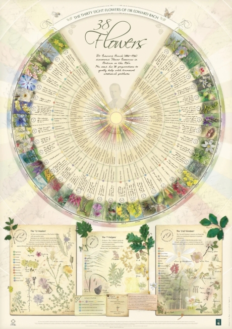 The Healing Herbs of Edward Bach – Poster